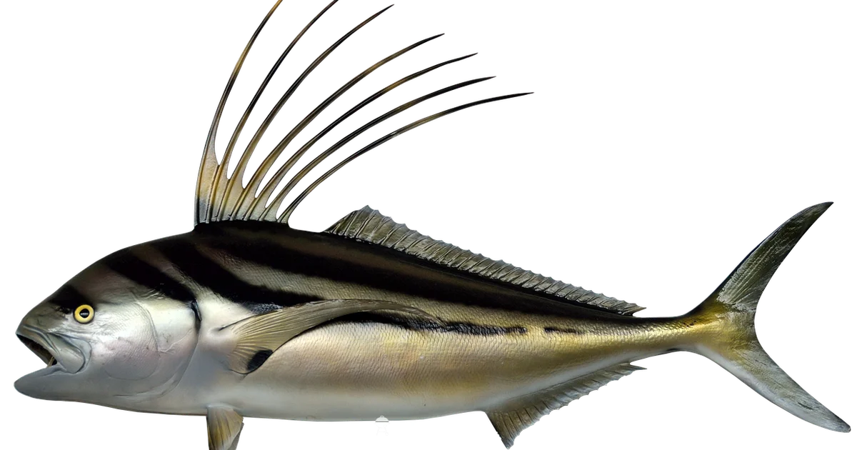 Rooster Fish Grilling - Grill Cooking