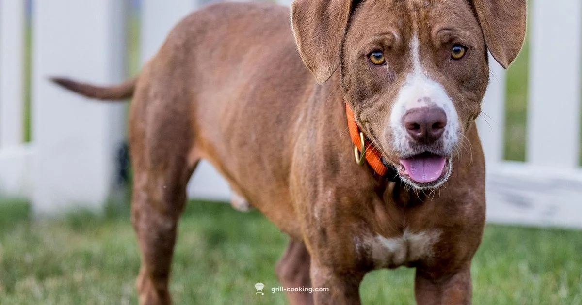 Pit Boss Vertical Smoker - Grill Cooking