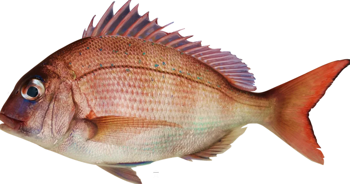 Grilled Red Snapper - Grill Cooking