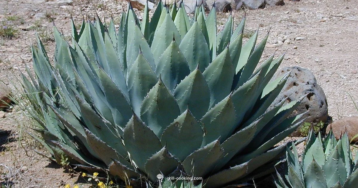 Agave Grill Concept - Grill Cooking