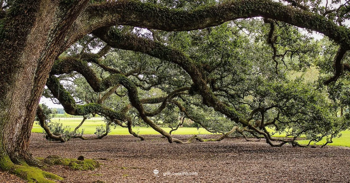 Live Oak Grill - Grill Cooking