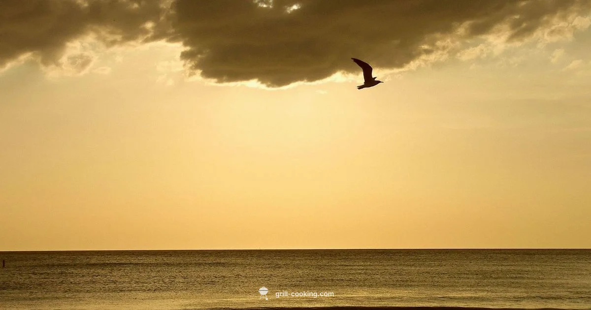 Best Grill Under 500 - Grill Cooking