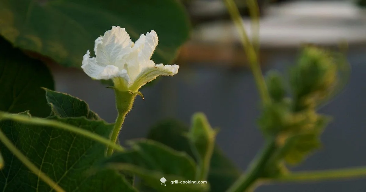 Safe Outdoor Grilling - Grill Cooking