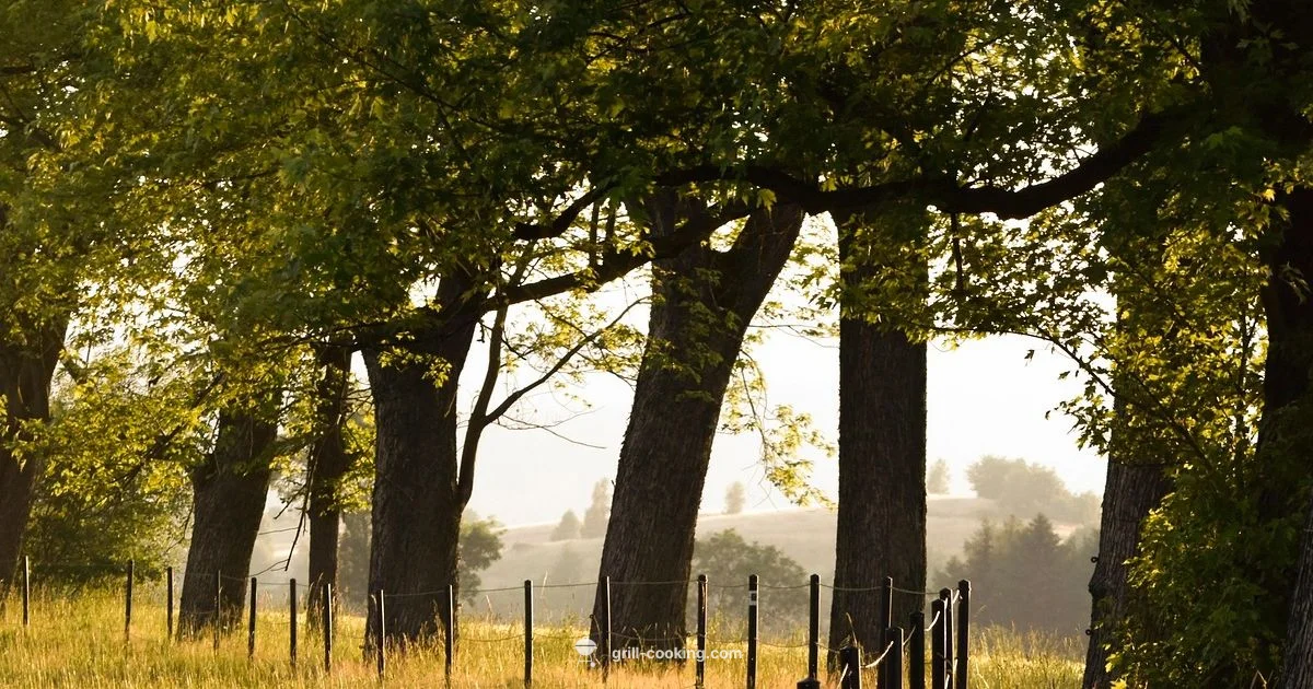 Village Grill Guide - Grill Cooking