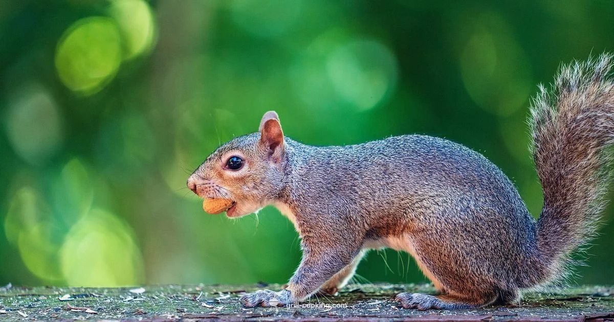 Top Smokers 2026 - Grill Cooking