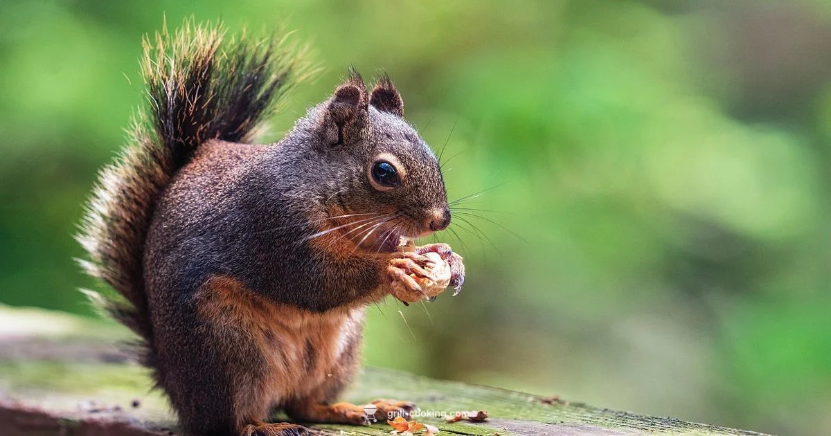 Recteq Grill Guide - Grill Cooking