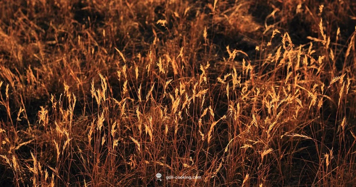 Top Grills on Sale - Grill Cooking