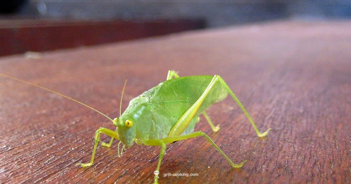 Z Grills vs Traeger - Grill Cooking