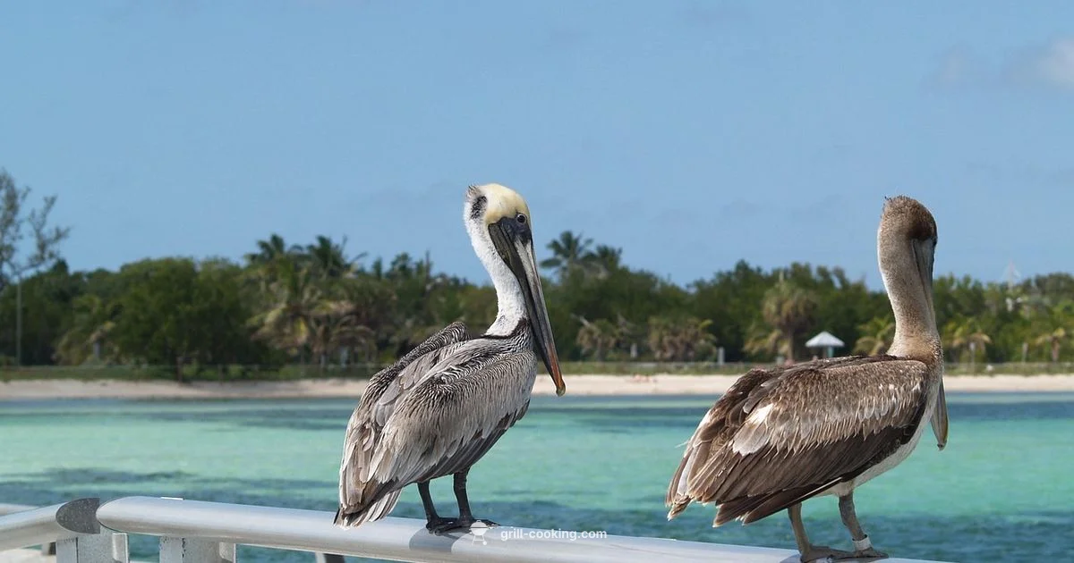 Conch Republic Grill - Grill Cooking