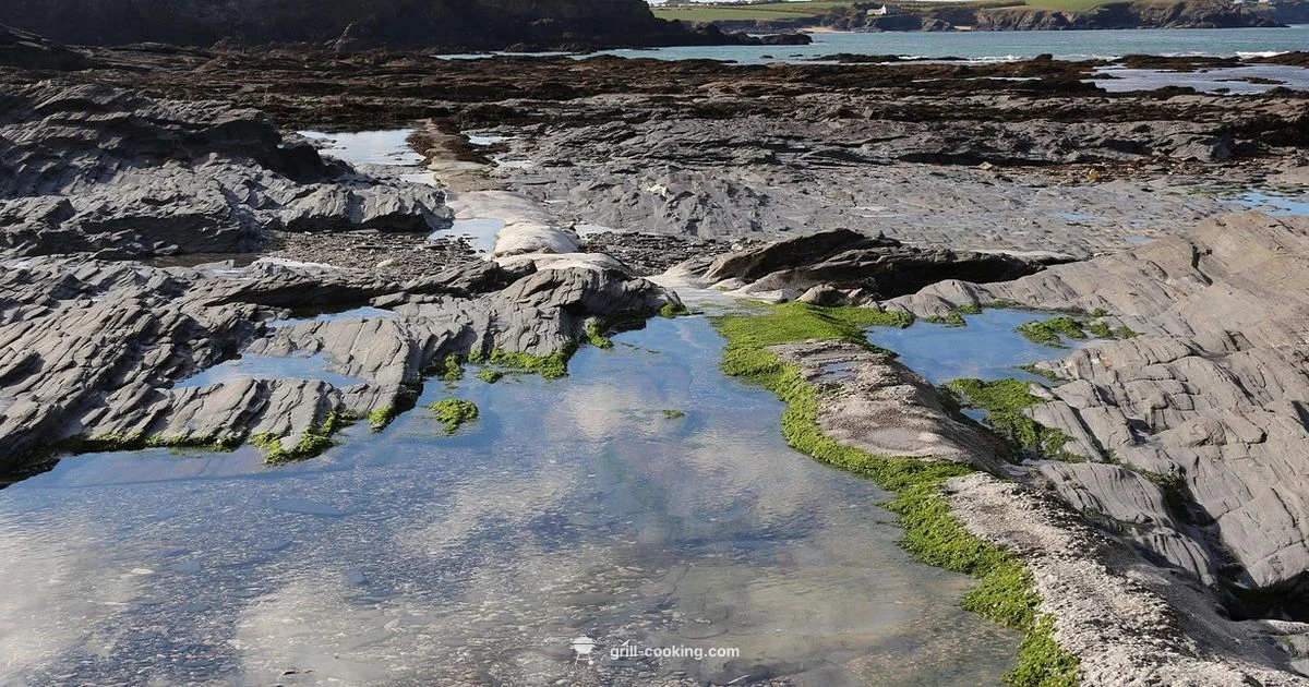 Coastal Grilling Guide - Grill Cooking