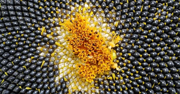 Grilled Sunflower Snack - Grill Cooking
