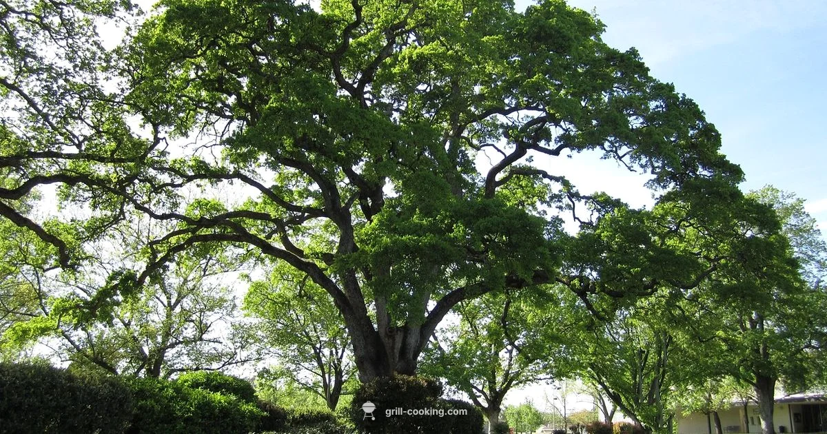 Live Oaks Grill - Grill Cooking