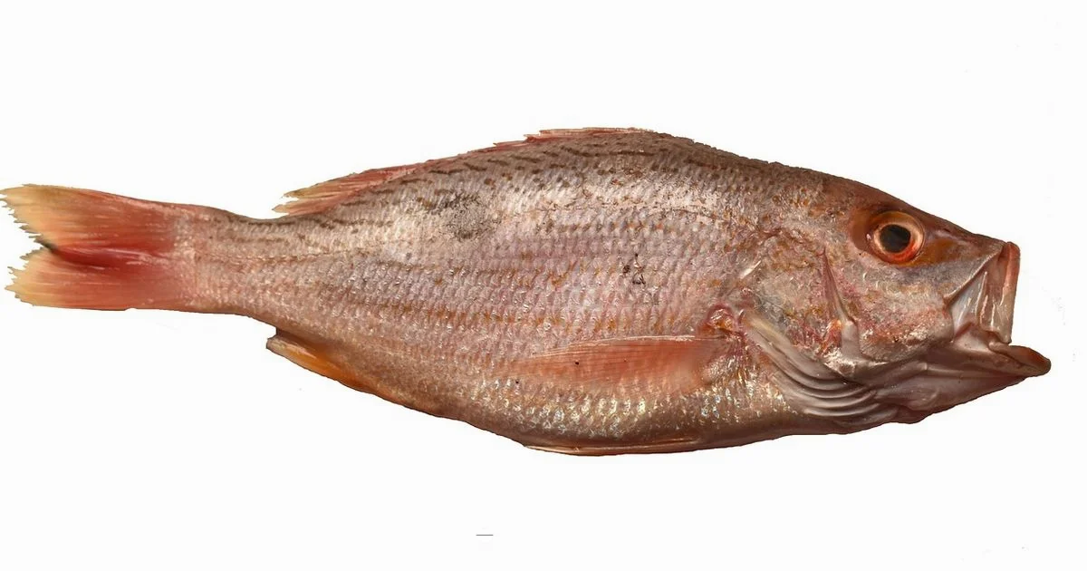 Coastal Grill Mastery - Grill Cooking