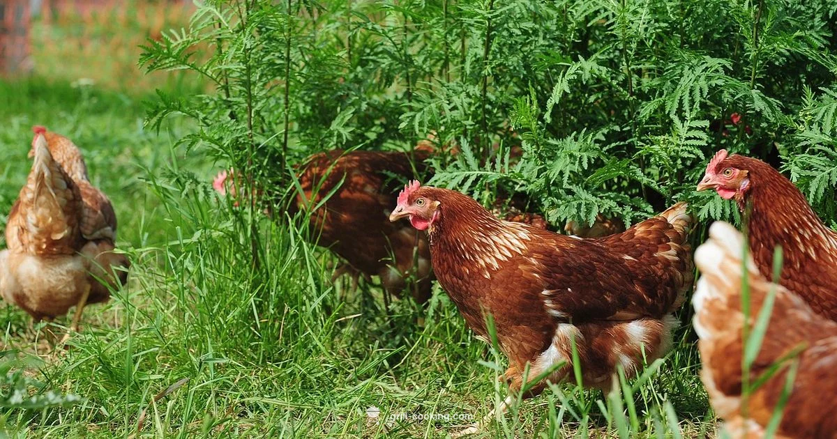 Easy Grilled Chicken Marinade - Grill Cooking