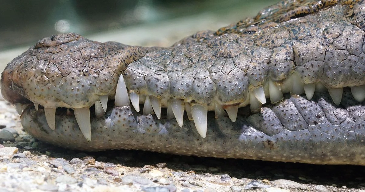 Grillz Basics Guide Grillz Basics Guide - Grill Cooking