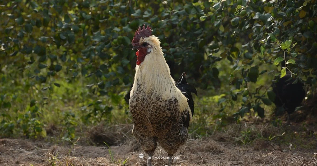 Juicy Grilled Chicken - Grill Cooking